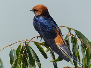 Lesser striped swallow overlooking Lake Victoria