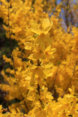 黄梅　ジャスミン