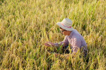 Naklejka na ściany i meble Modern farmer use mobile application and technology to develop rice agriculture and data analysis