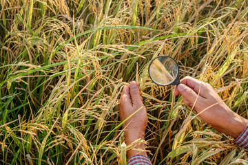 Modern farmer using magnifying glass in analyze rice farming for agricultural research and...