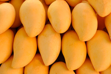 Fototapeta na wymiar Fresh Yellow Mangoes tropical fruits background