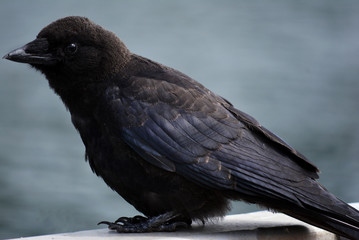 Black Bird