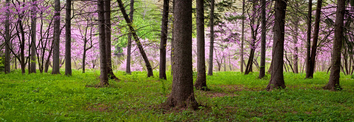 A panoramic view of flowering redbuds can be seen through a stand of spruce trees in the spring woods.