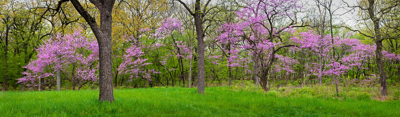 Panoramic view of flowering redbud trees in the spring woods.