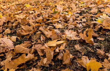 yellow autumn leaves