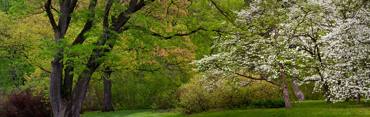 Fototapeta na wymiar Panoramic format. Flowering dogwoods and other trees create a tapestry of spring color