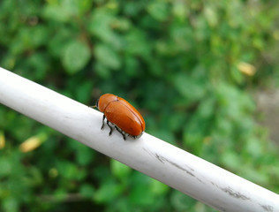 Hazel Pot Beetle in a white string with green hibiscus tree © Ranjan's