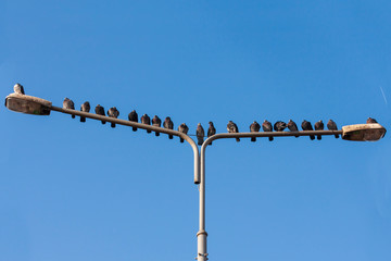 Obraz premium Columba - Pigeons sitting on a street lamp in a row next to each other. As a background is a blue sky without clouds