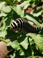 caterpillar on leaf