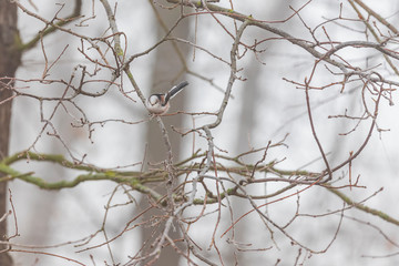 branches of a tree in winter