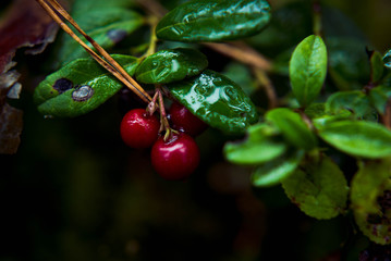 ripe red wild lingonberry on branch in a forest swamp