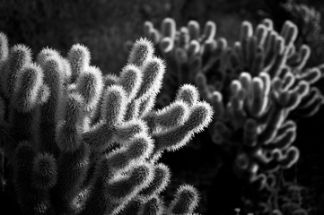  Cholla cactus glow in the sunlight at Tonto Natinal Forest, AZ.