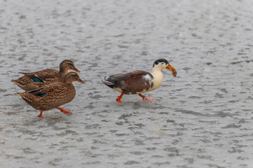 Beautiful ducks on a frozen pond in different positions.