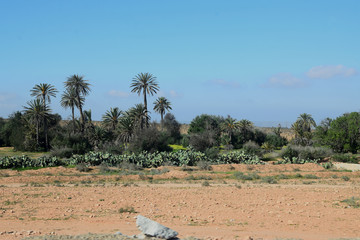 Palms in the Sous River basin (Morocco)