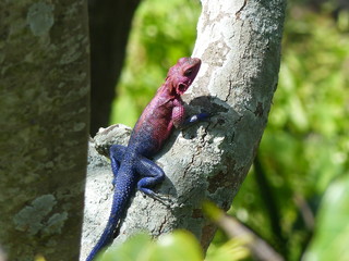Southern tree agama by Lake Victoria