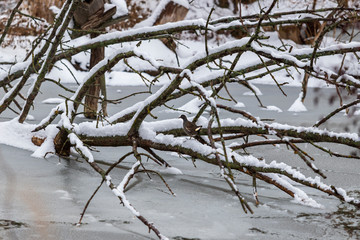 Tree fallen into zamrzleho pond. There is snow on the tree and a duck is after him.