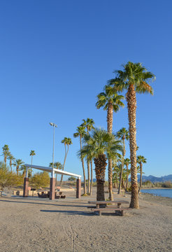 Barbecue and Picnic Table under a shade canopy and Palm Trees in Rotary Community Park, Lake Havasu, Mohave County, Arizona USA
