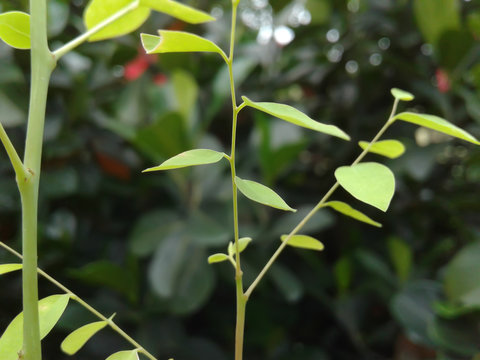 Star Gooseberry Plant, small gooseberry green plant leaf with green background