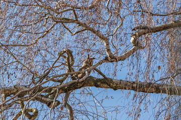 Owl Asio otus - Long-eared Owl resting by day in the branches of an evergreen tree. Wild photo in the Czech Republic.