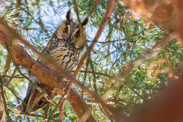 Owl Asio otus - Long-eared Owl resting by day in the branches of an evergreen tree. Wild photo in the Czech Republic.