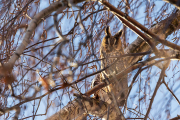 Owl Asio otus - Long-eared Owl resting by day in the branches of an evergreen tree. Wild photo in the Czech Republic.