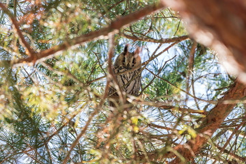Owl Asio otus - Long-eared Owl resting by day in the branches of an evergreen tree. Wild photo in the Czech Republic.