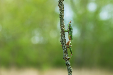 Hyla arborea Green Tree Frog sitting on a tree with green background and beautiful bokeh