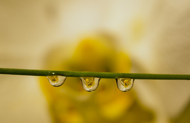 orchidea