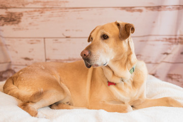 Naklejka na ściany i meble Yellow Labrador retriever dog posing 