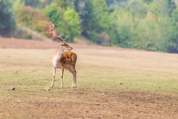 Fallow Deer Dama Dama on a green meadow