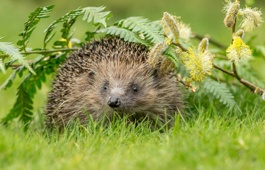 Hedgehog, wild, native, European hedgehog foraging on green grass lawn in  Springtime.  Facing forward with green ferns and pussywillow.