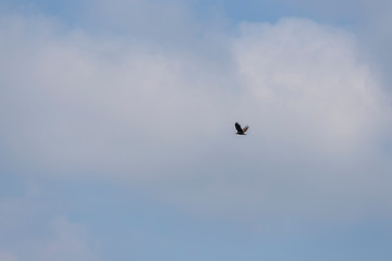 Fototapeta premium The eagle that flies in the background is a blue sky with white clouds