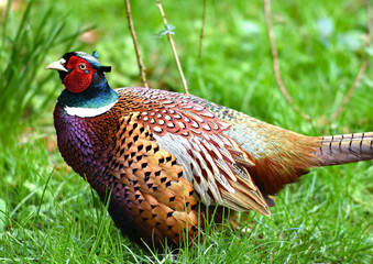 A beautifu male pheasant