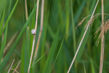 Snail on a blade of grass on a green meadow