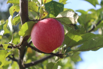 pink apple