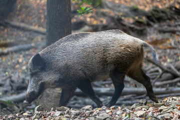 Sus scrofa  - The wild boar, which is in the deep forest, is of different ages and seeks food in the dark forest.