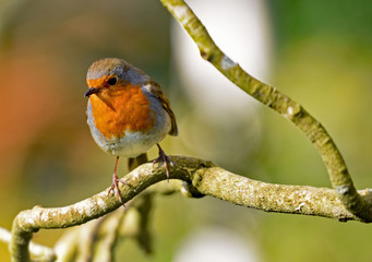 A robin