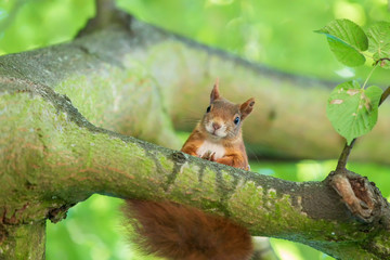 Sciurus vulgaris - Squirrel - on a tree in green branches.