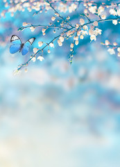 Cherry blossoms over blue nature background. Spring flowers. Spring background with bokeh. Butterfly.