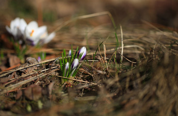 Crocus (plural: crocuses or croci) is a genus of flowering plants in the iris family. Flowers close-up on a blurred natural background. The first spring flower in the garden