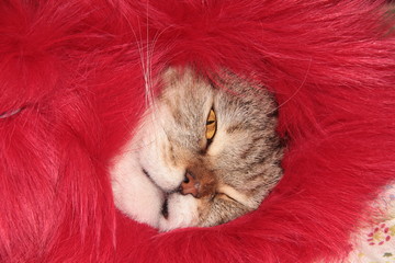 The cat ruffled his lips. Cat's face.