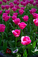 Shocking pink tulips in the Keukenhof garden