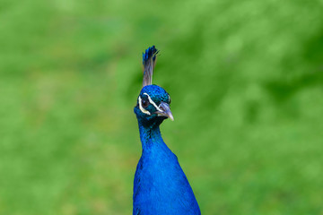 Portrait of peacock on green background.