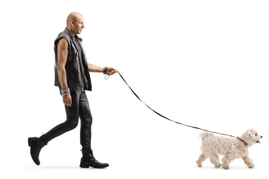 Bald Punk Walking A Little White Maltese Poodle Dog