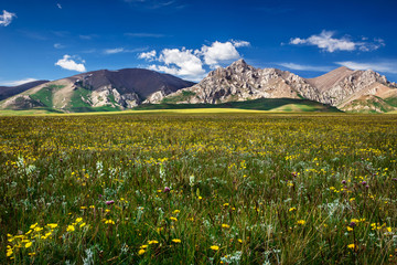 Fototapeta na wymiar Mountain peaks rise among the flowering fields. District mountainous Songkol Lake. Traditional summer pastures. Kyrgyzstan