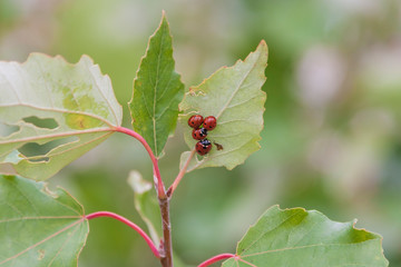 Coccinella septempunctata on green leaf in group.