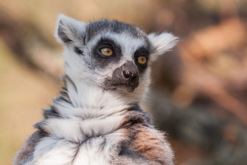 Portrait of Lemuriformes - Lemur in park with nice background
