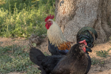gallo y gallina criados en libertad