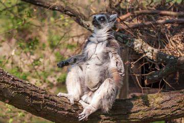 Portrait of Lemuriformes - Lemur in park with nice background