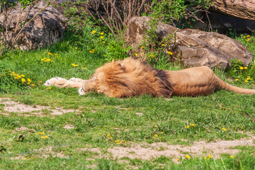 Panthera leo - Lion lies on its side and basks in the sun.